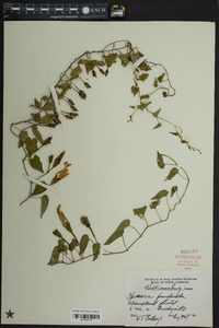 Ipomoea pandurata image