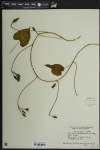 Ipomoea pandurata image