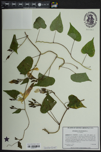 Ipomoea pandurata image