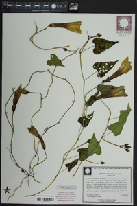 Ipomoea pandurata image