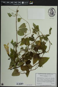 Ipomoea pandurata image