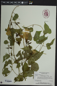 Ipomoea pandurata image