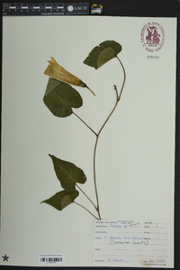 Ipomoea pandurata image