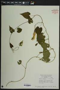 Ipomoea pandurata image