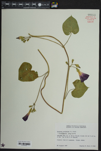 Ipomoea purpurea image