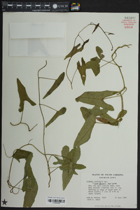 Ipomoea sagittata image