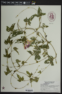 Ipomoea cordatotriloba image