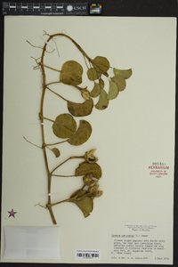 Ipomoea pes-caprae image