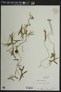 Ipomoea sagittata image