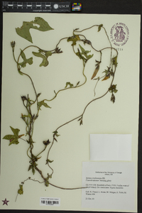 Ipomoea trichocarpa image