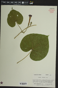 Ipomoea turbinata image