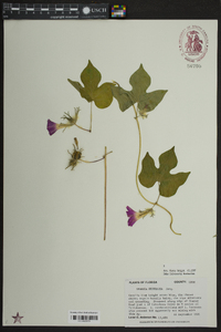 Ipomoea hederacea image