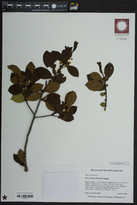 Ilex coriacea image