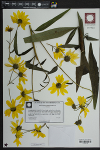 Helianthus simulans image