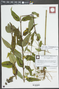 Helianthus microcephalus image