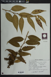 Leucothoe axillaris image