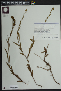 Ludwigia suffruticosa image