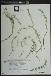 Gratiola ramosa image