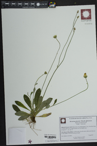 Hieracium pilosella image