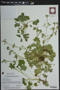 Ranunculus parviflorus image