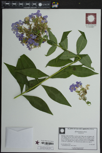 Phlox paniculata image