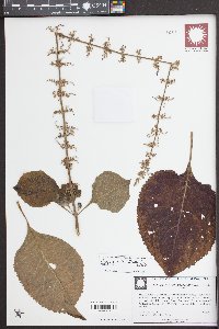 Solenostemon scutellarioides image