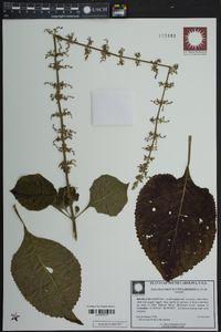 Solenostemon scutellarioides image