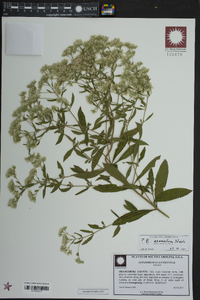 Eupatorium semiserratum image