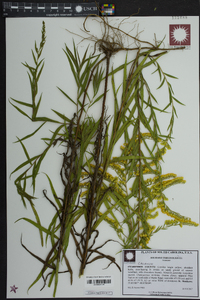 Solidago tortifolia image