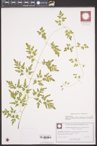 Lygodium japonicum image