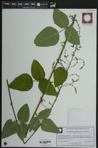 Desmodium nuttallii image