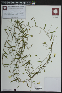 Stylisma angustifolia image