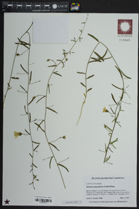 Stylisma angustifolia image