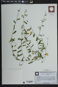 Stylisma angustifolia image