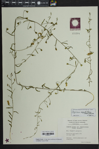 Stylisma angustifolia image
