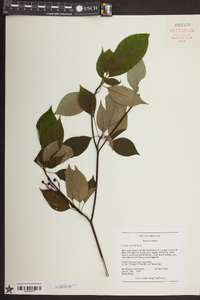 Cornus alternifolia image