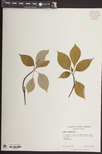 Cornus alternifolia image