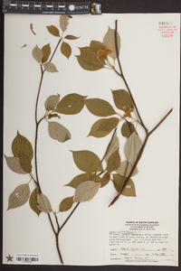 Cornus alternifolia image