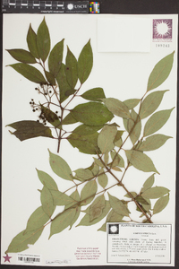 Cornus stricta image
