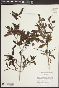 Cornus stricta image