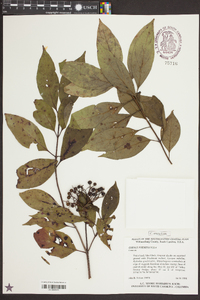 Cornus stricta image