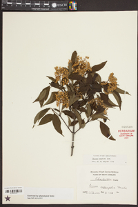 Cornus stricta image