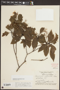 Cornus stricta image