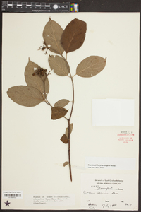 Cornus stricta image