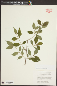 Cornus stricta image