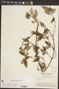 Cornus stricta image