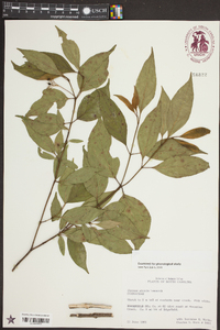 Cornus stricta image