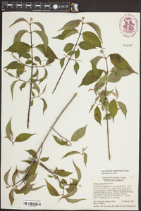 Cornus asperifolia image