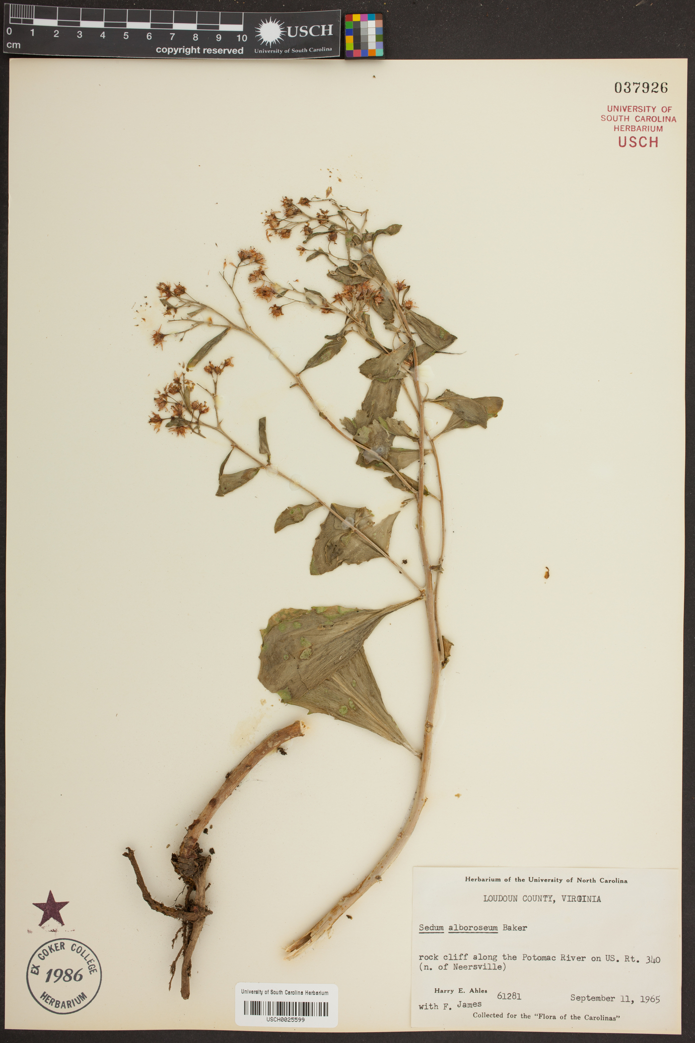 Sedum alboroseum image