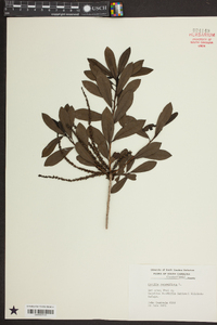 Cyrilla racemiflora image